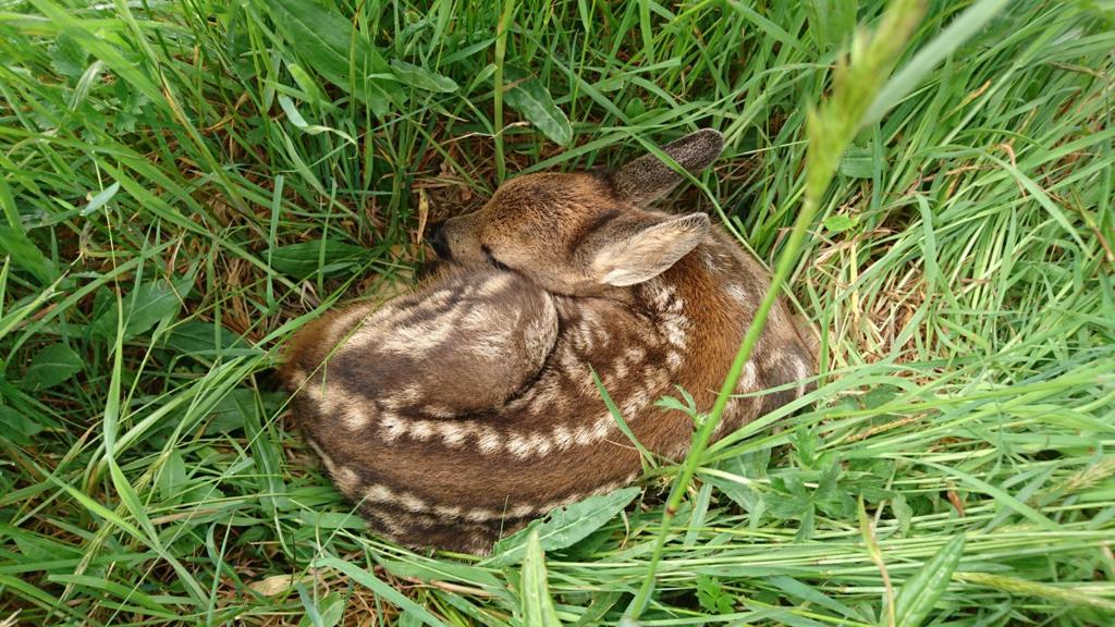 Baby Deer Spotted!